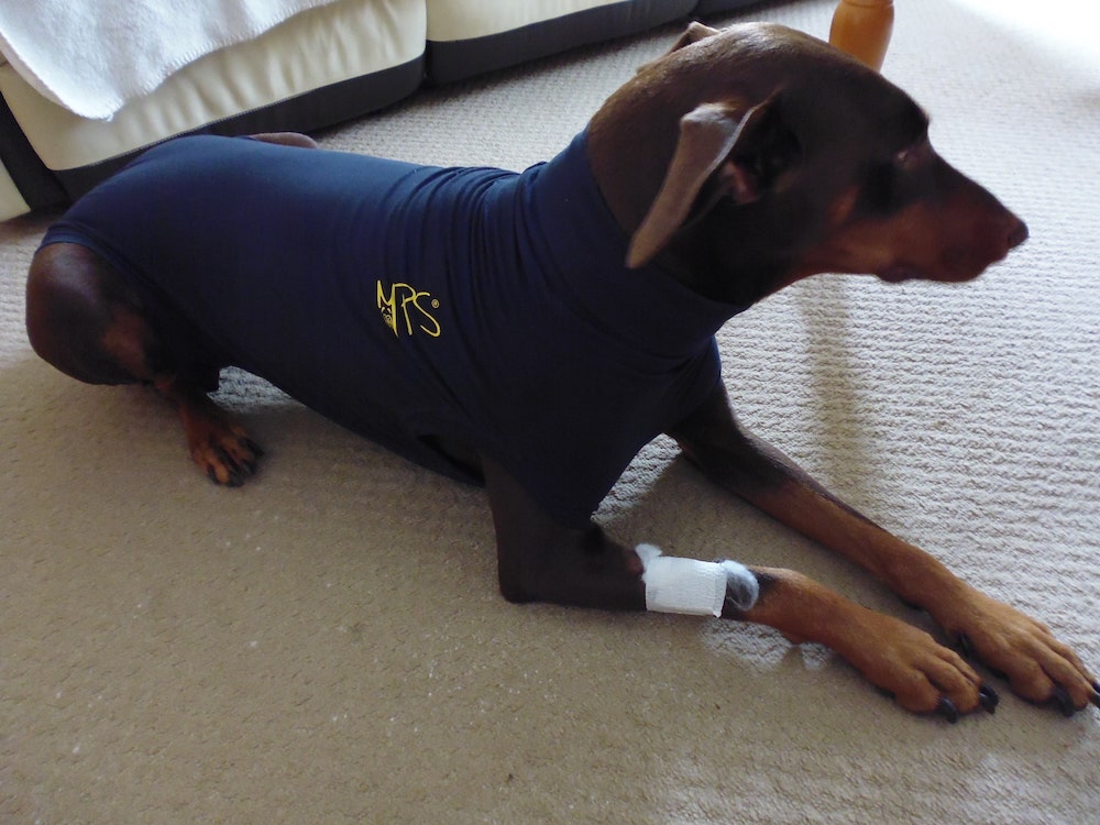 post-op doggy baby grow suit