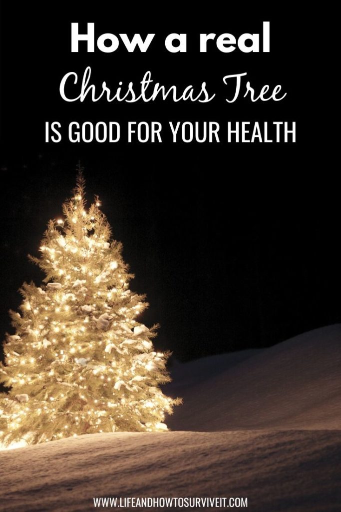 How a real Christmas tree is good for your health
