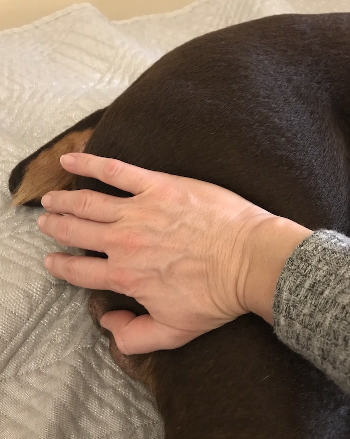 Dog massage for dogs with arthritis